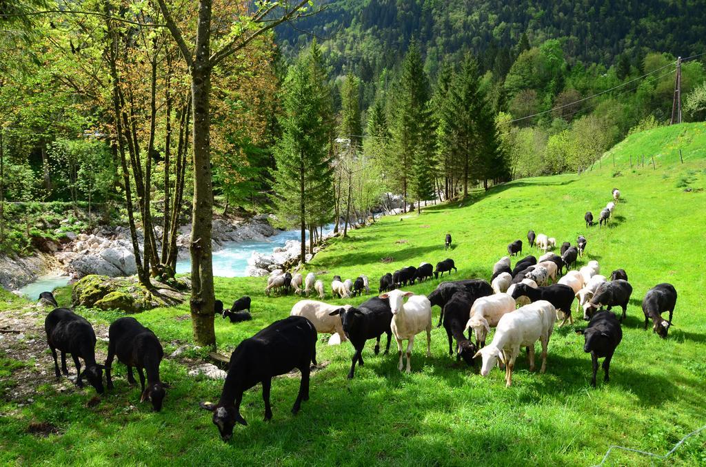 Bovec Home At Three Samoyeds Soča Kültér fotó